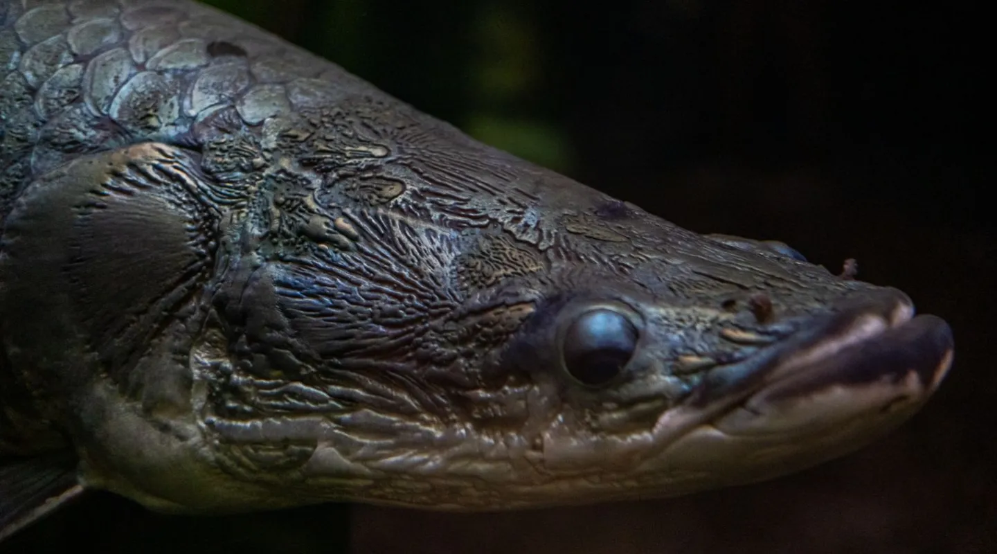 Discover The Arapaima Gigas | Nausicaa